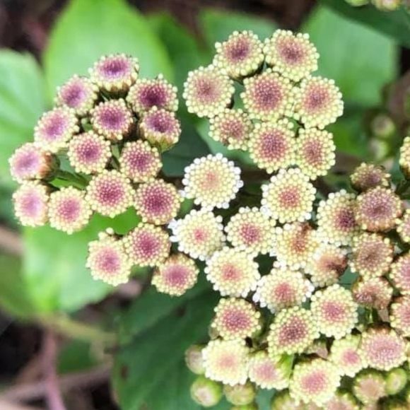 Meet your Posher, Jessica - Picture 1 of 1